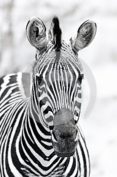 Portrait of a Zebra Stallion