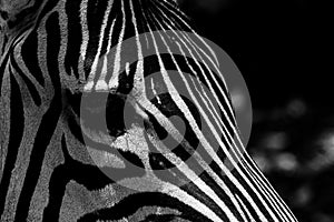 portrait of a Zebra subgenus Hippotigris