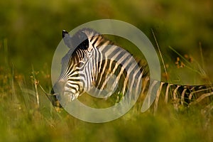 Portrait of a Zebra in tall grass.