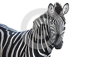 Portrait zebra