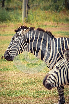 Portrait of zebras grazing in the wild at Ol Pejeta Conservancy in Nanyuki, Kenya