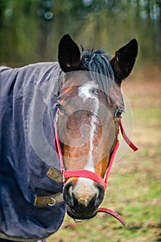 Portrait of zemaitukas breed horse with caparison