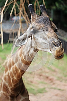 Portrait of a ziraffe