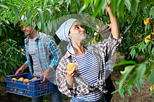 Portraite of positive woman harvests ripe peaches in orchard