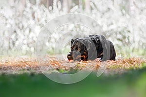 Portraite of Rottweiler dog in spring view