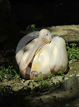 Portraits of animals - a Great White Pelican Pelecanus onocrotalus at a ZOO