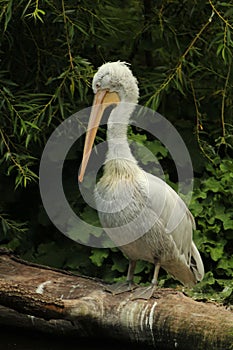 Portraits of animals - a pelican sitting on a branch