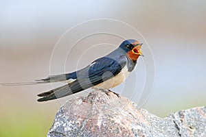 Portraits barn swallow Hirundo rustica