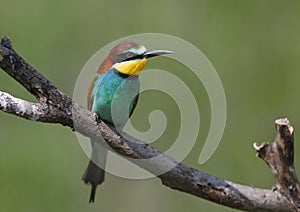 Portraits of bright and saturated color of European bee-eaters