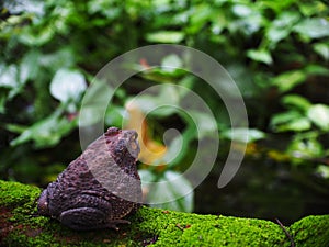 Portraits close up of a rough skin ugly deep brown fat toad with dry skin sun bathing on a brick with green moss at fish pond