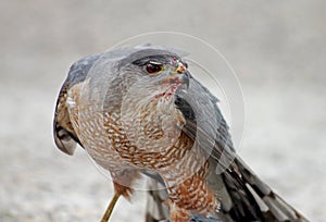 Portraits of copper`s hawk, Accipiter cooperii