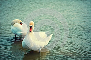 Couple of swans stand in the water