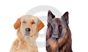 Portraits of different dogs