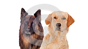 Portraits of different dogs