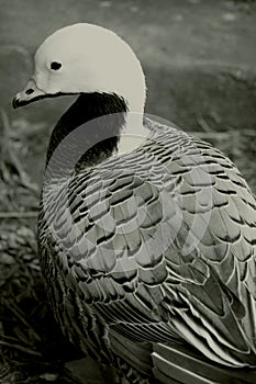 Portraits of Emperor goose, beach goose, Anser canagicus
