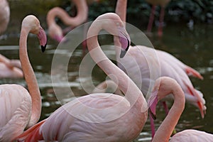 Portraits of Greater flamingos (Phoenicopterus roseus