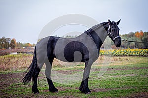 Portraits of horses