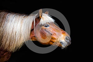 Portraits of horses
