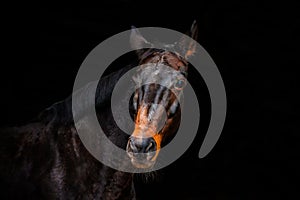 Portraits of horses