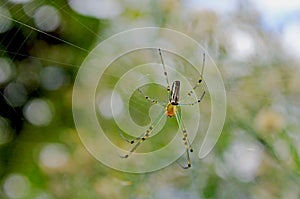 Orchard spider, Leucauge venusta, inscet photo