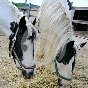 Portraits of pairs horses in a stall