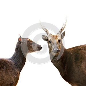 Portraits Philippine sika deer isolated on white background