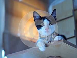 Portraits photo of a lovely cute young sweet crossbreed kitty white and black home cat portraits