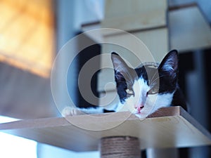 Portraits photo of a lovely cute young sweet crossbreed kitty white and black home cat portraits