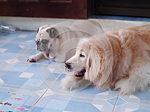 Portraits photo of a lovely white fat cute PUG dog laying on cold outdoor ceramics tiles floor with another long fur dog friend.