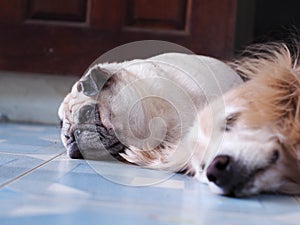 Portraits photo of a lovely white fat cute PUG dog laying on cold outdoor ceramics tiles floor with another long fur dog friend.