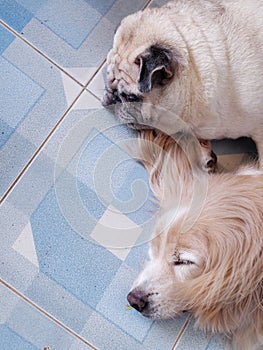 Portraits photo of a lovely white fat cute PUG dog laying on cold outdoor ceramics tiles floor with another long fur dog friend.