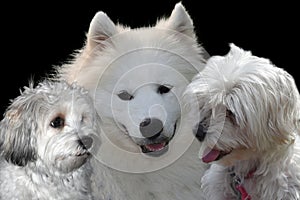 Portraits of three white dogs