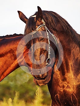 Portraits of Trakehner stallions