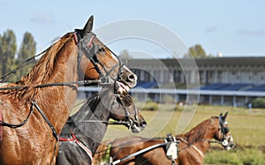 Portraits of trotter horses in motion on hippodrome