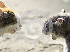 Portraits of two aggressive cats facing each other, hiss at eac