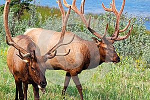 Portraits of two large bull elks by water photo