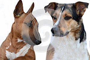 Portraits of two young dogs, a miniature bull terrier and a mongrel dog