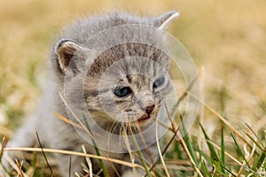 portraitt of grey kitten on grass close up