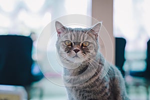 A portraiture of a cat in the cafe with soft light and soft focus. Relax and comfort