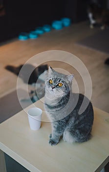 A portraiture of a cat in the cafe with soft light and soft focus. Relax and comfort