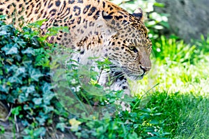 Portraiture of a chinese Leopard walking through bushes