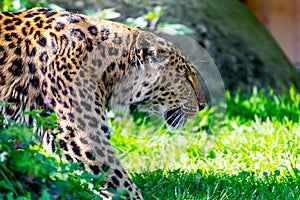 Portraiture of a chinese Leopard walking through bushes