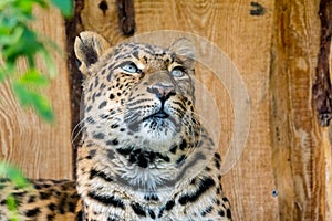 Portraiture of a chinese Leopard watching out