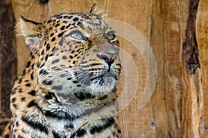 Portraiture of a chinese Leopard watching out