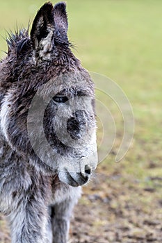 Portraiture of a donkey on green background