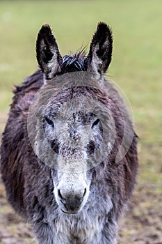 Portraiture of a donkey on green background