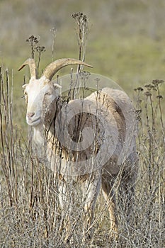 Portraiture of a horned billy goat