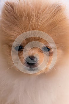 Pumeranian cute brown dog nice portrait photo