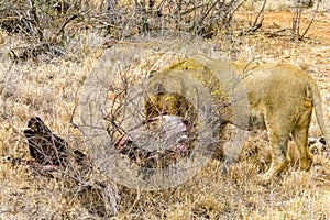 Portraiture of young male lion in Kruger National Park, eating a