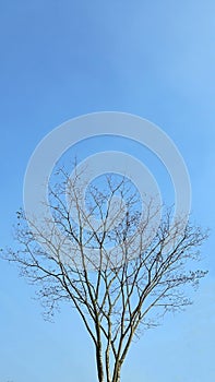 A portral view of a long tree without any leaves.